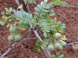 Image of Hawai'i hawthorn