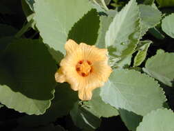 Image of yellow ‘ilima