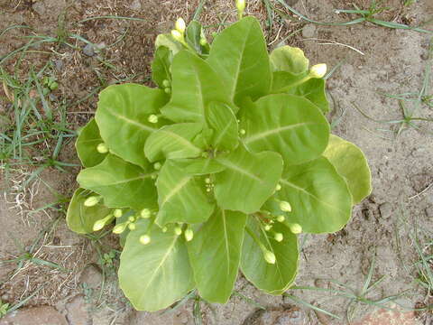 Image of cabbage on a stick