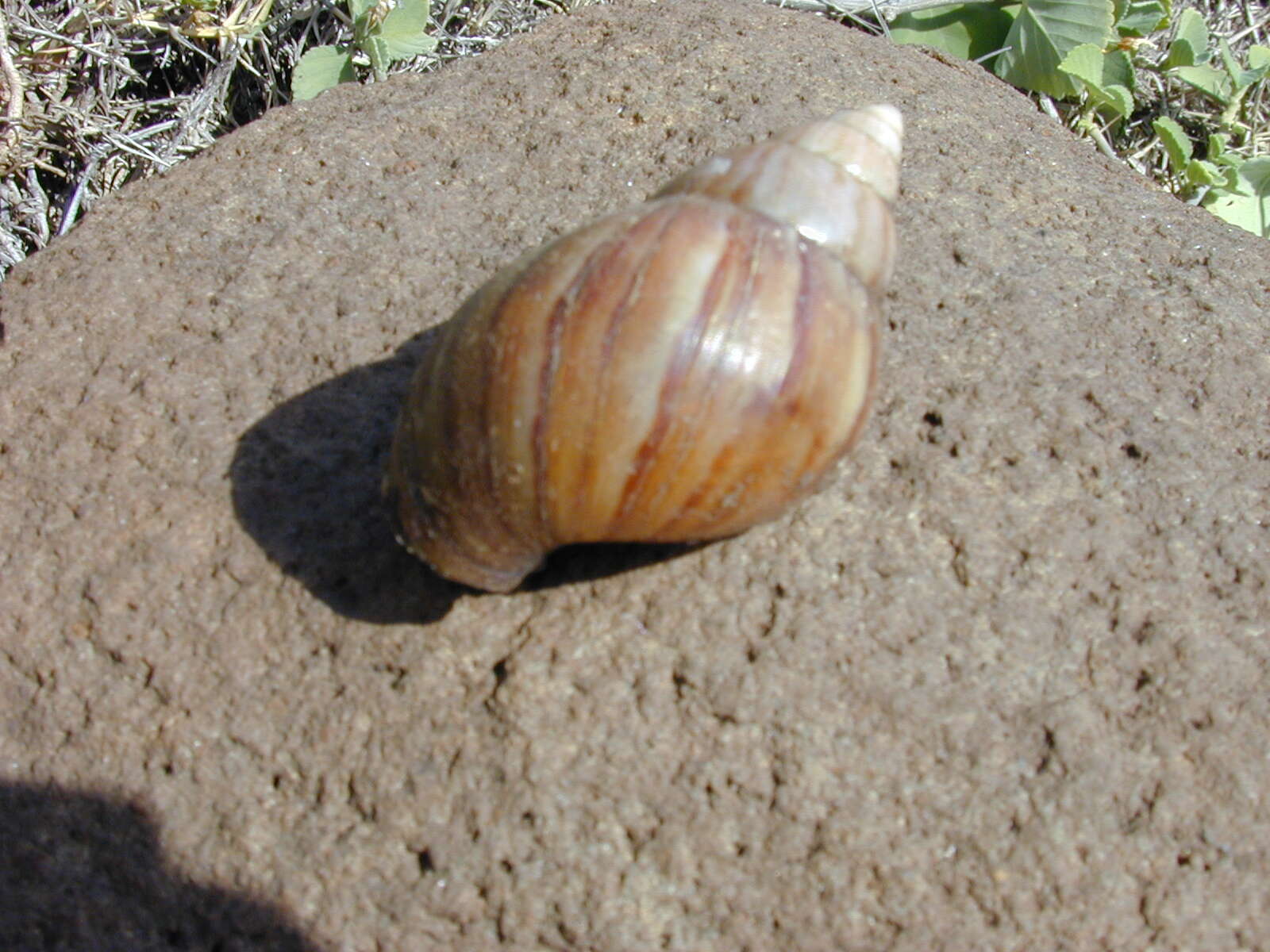 Image of Achatina fulica