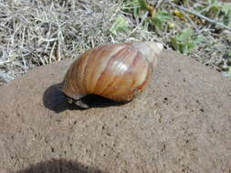 Image of Achatina fulica