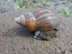 Image of Achatina fulica