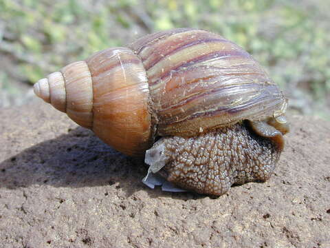 Imagem de Achatina fulica