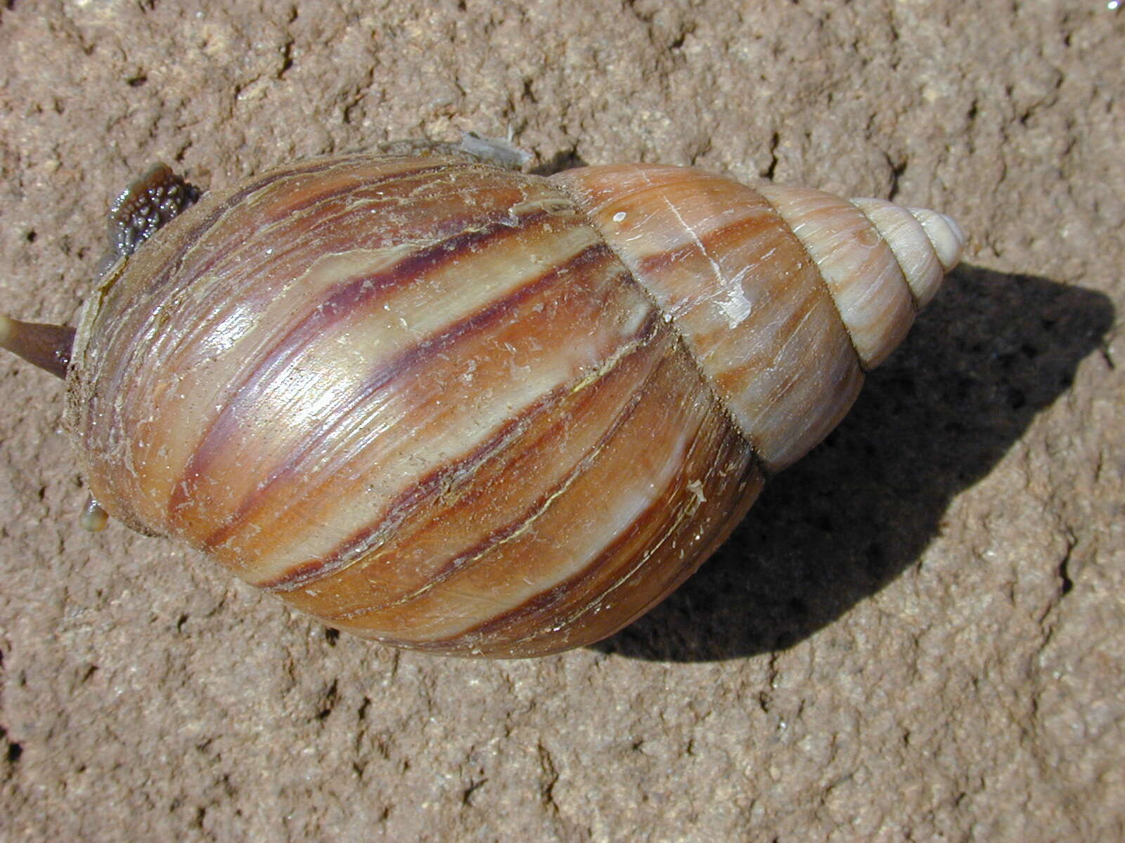 Image of Achatina fulica