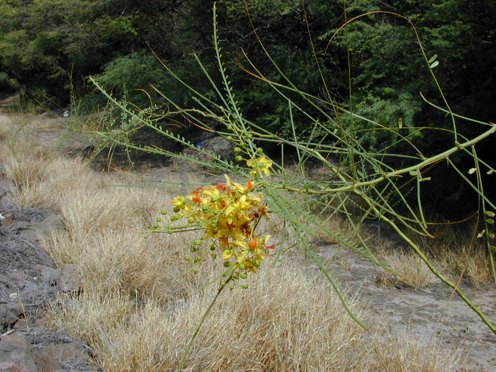 Image of Jerusalem thorn