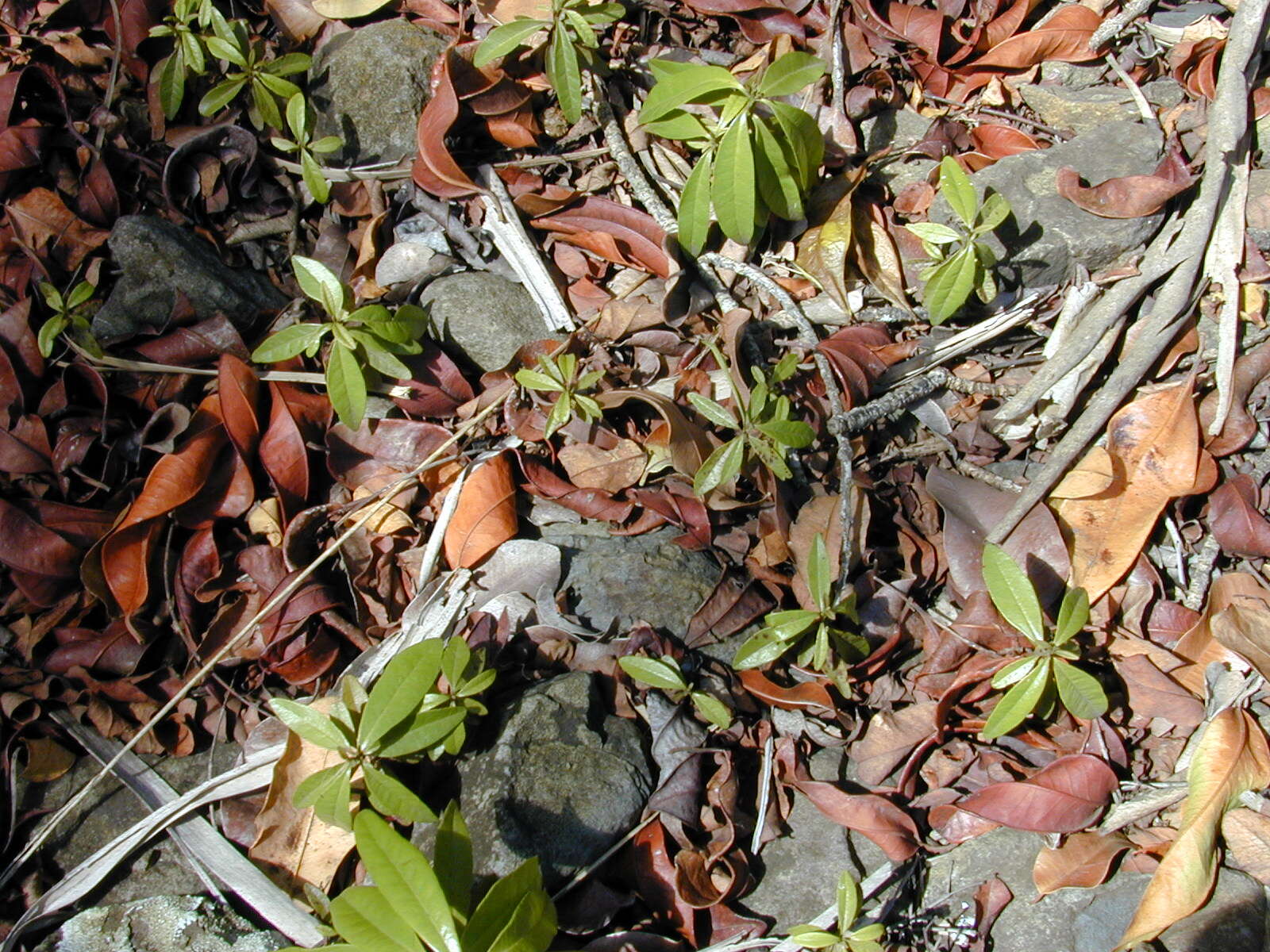 Image of Allspice