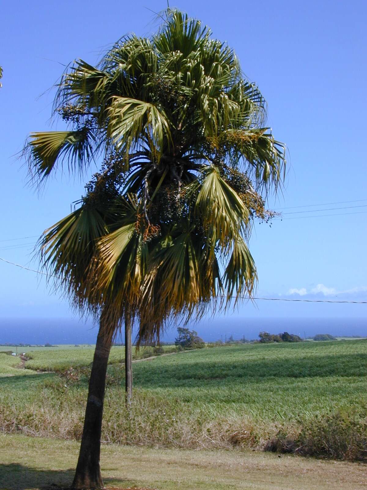 Image of fountain palm