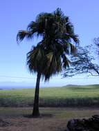 Image of fountain palm