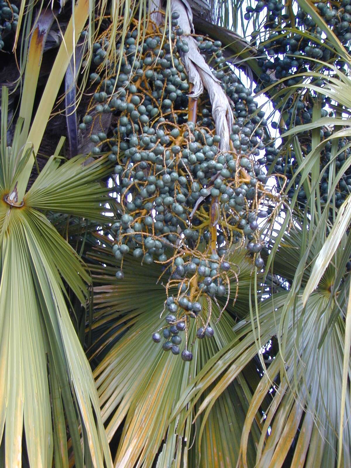 Image of fountain palm