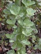 Image of roundleaf chastetree