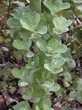 Image of roundleaf chastetree