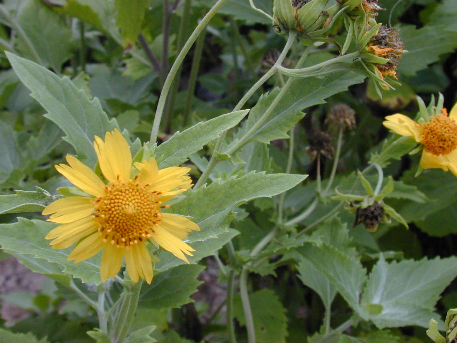 Image of Golden Crownbeard