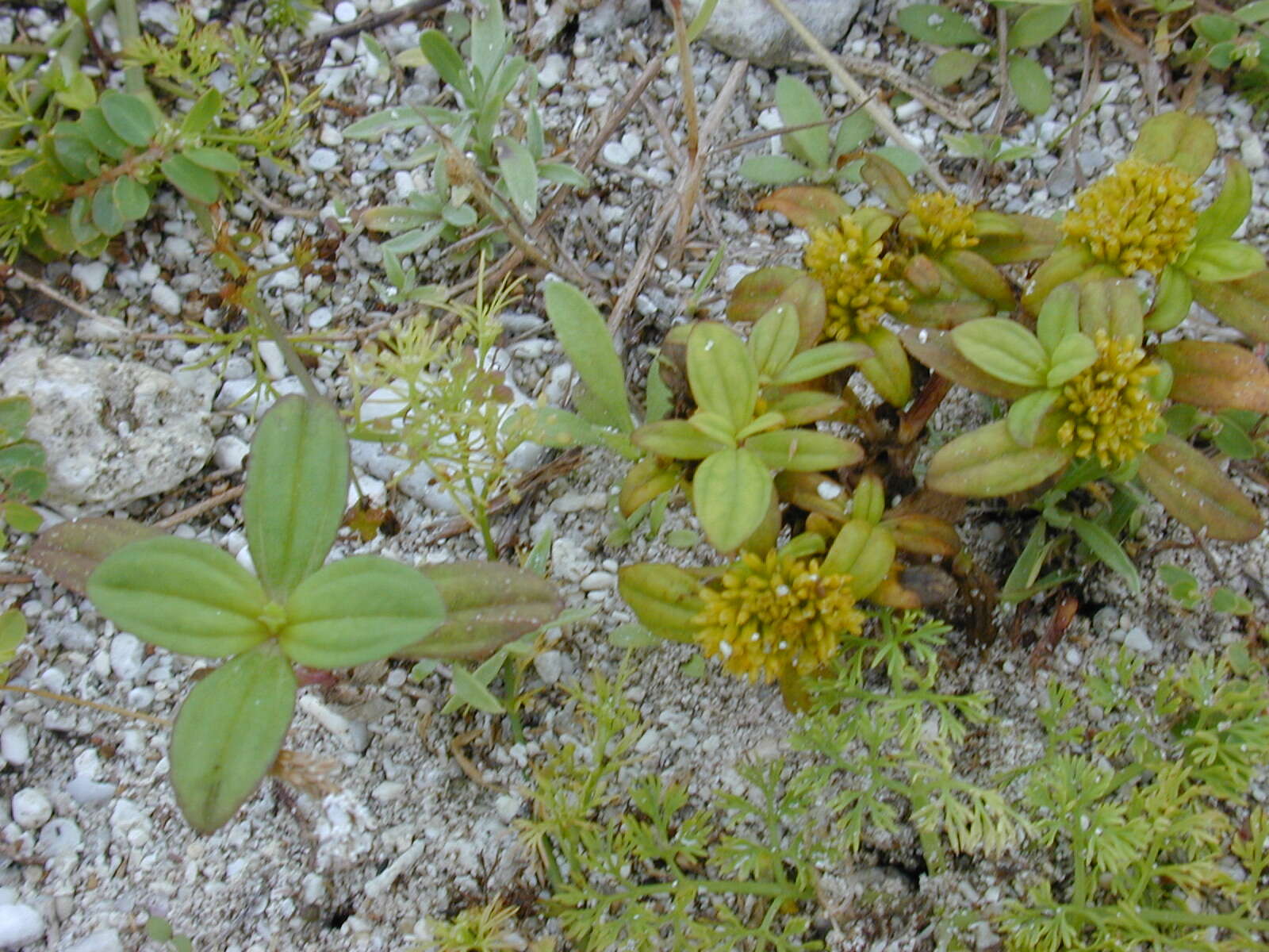 Image of clustered yellowtops