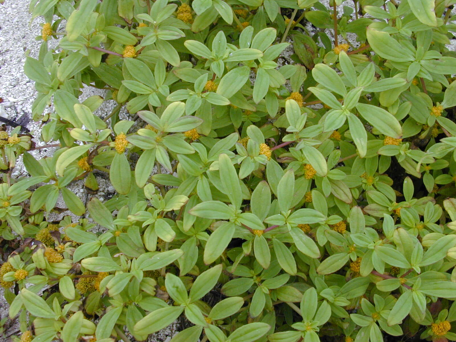 Image of clustered yellowtops