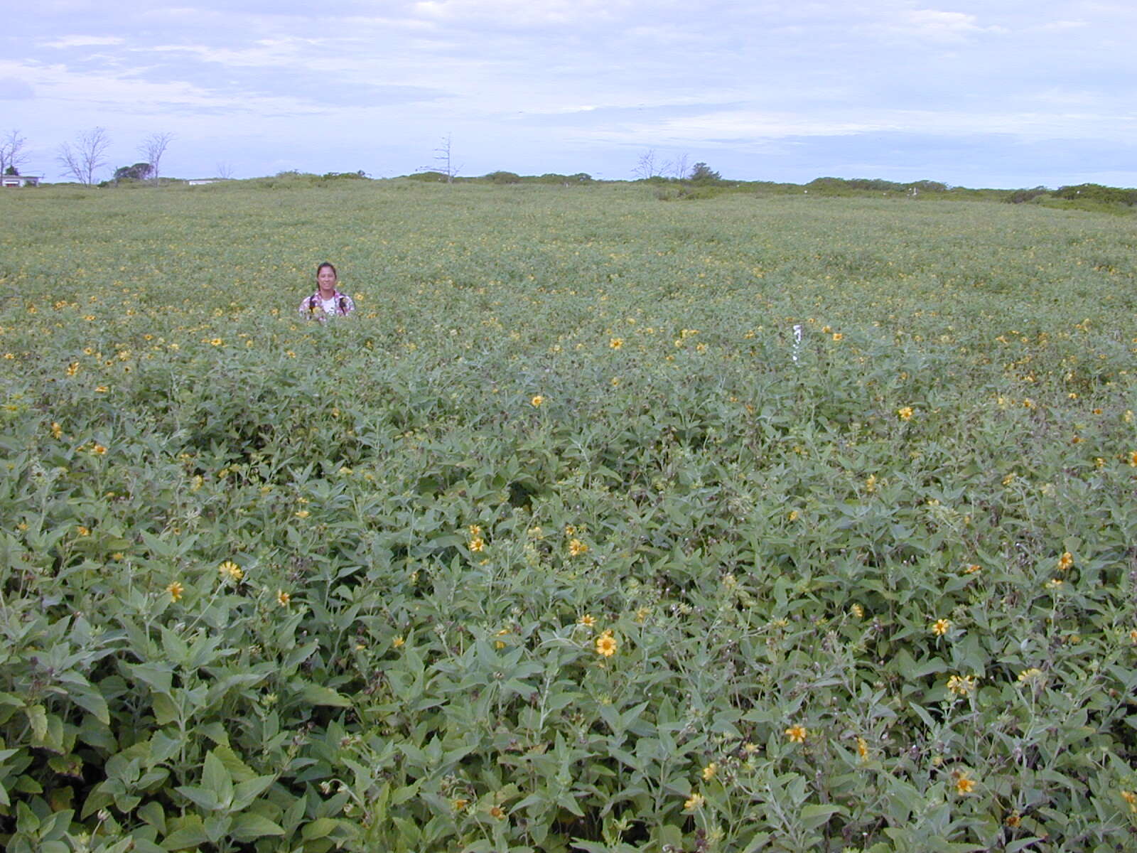 Image of Golden Crownbeard