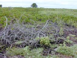 Слика од Verbesina encelioides (Cav.) Benth. & Hook. fil. ex A. Gray