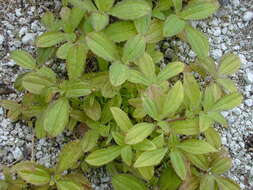 Image of clustered yellowtops