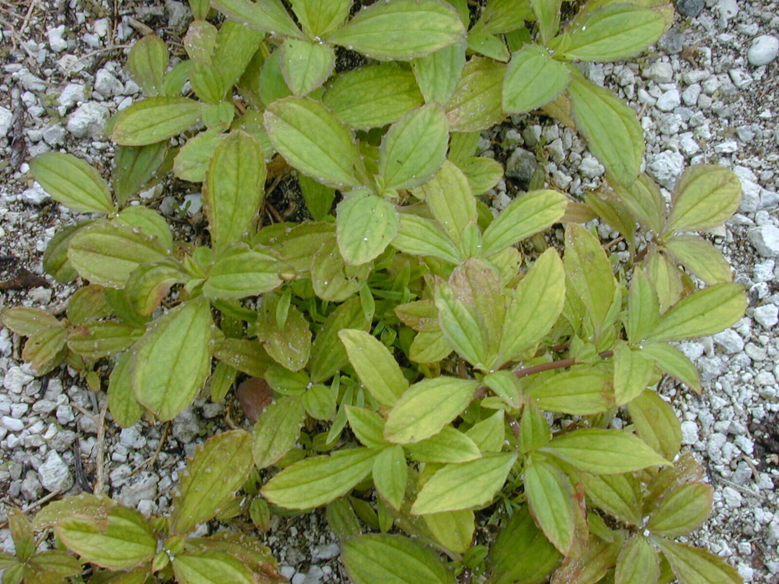 Image of clustered yellowtops