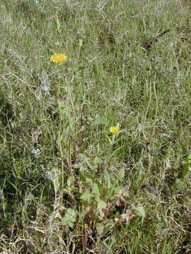 Image of common sowthistle