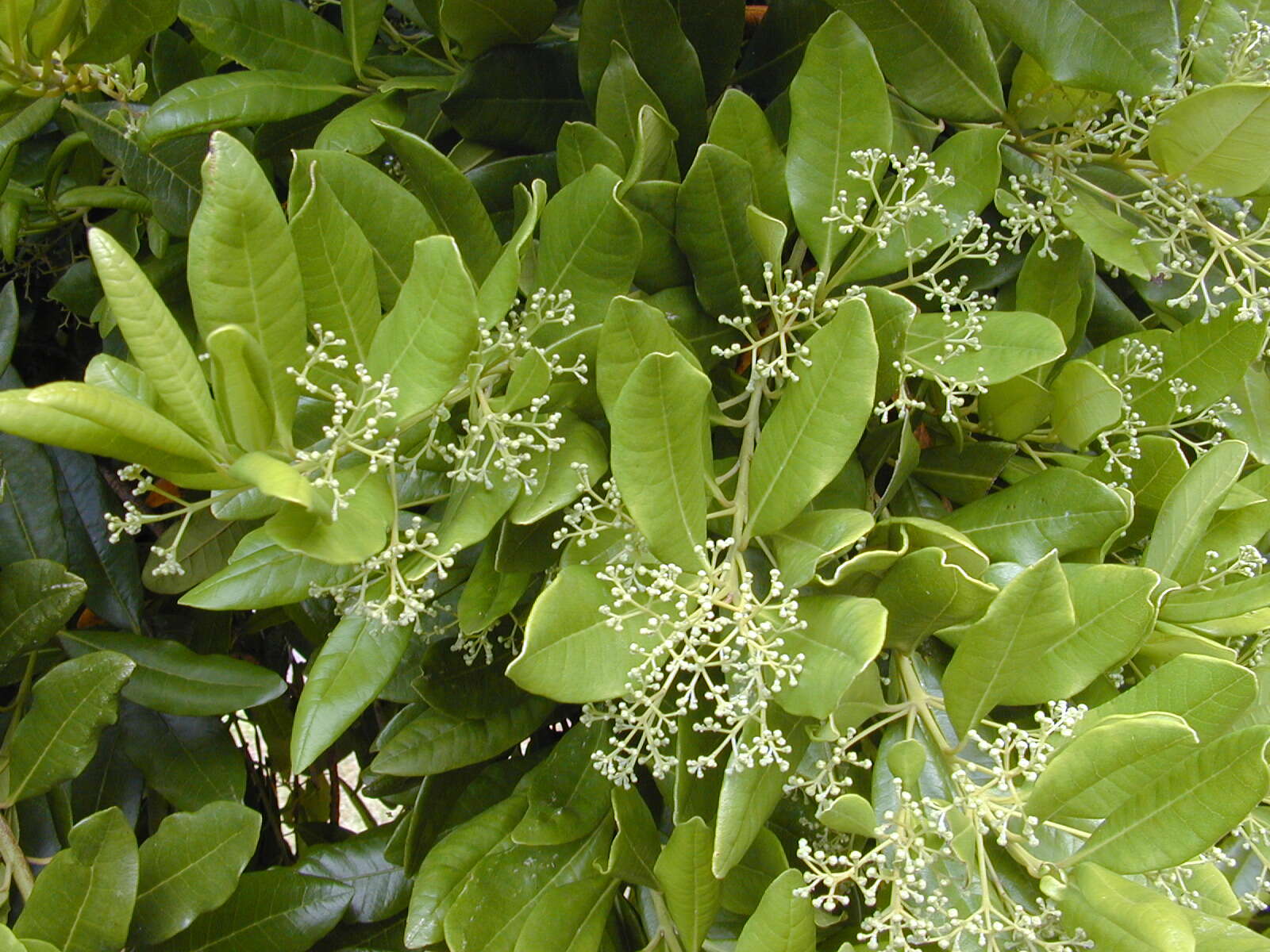 Image of Allspice