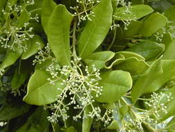 Image of Allspice