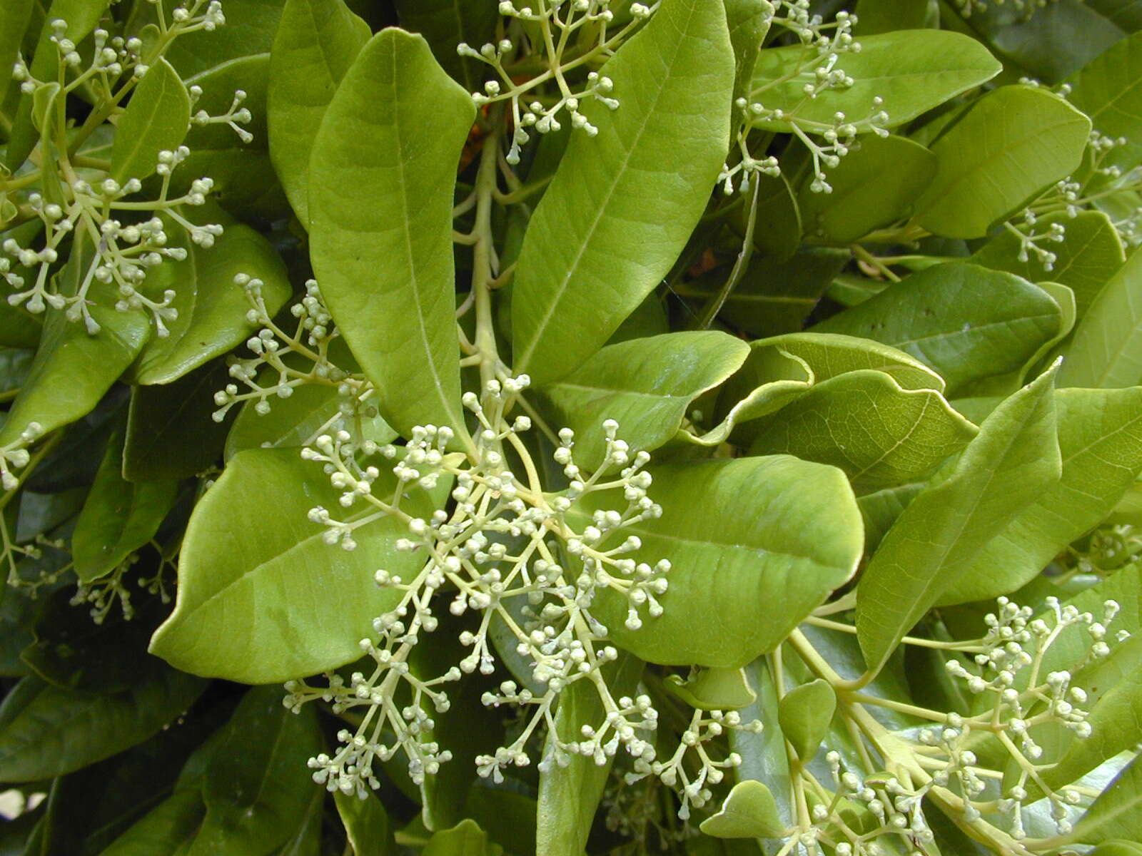 Image of Allspice