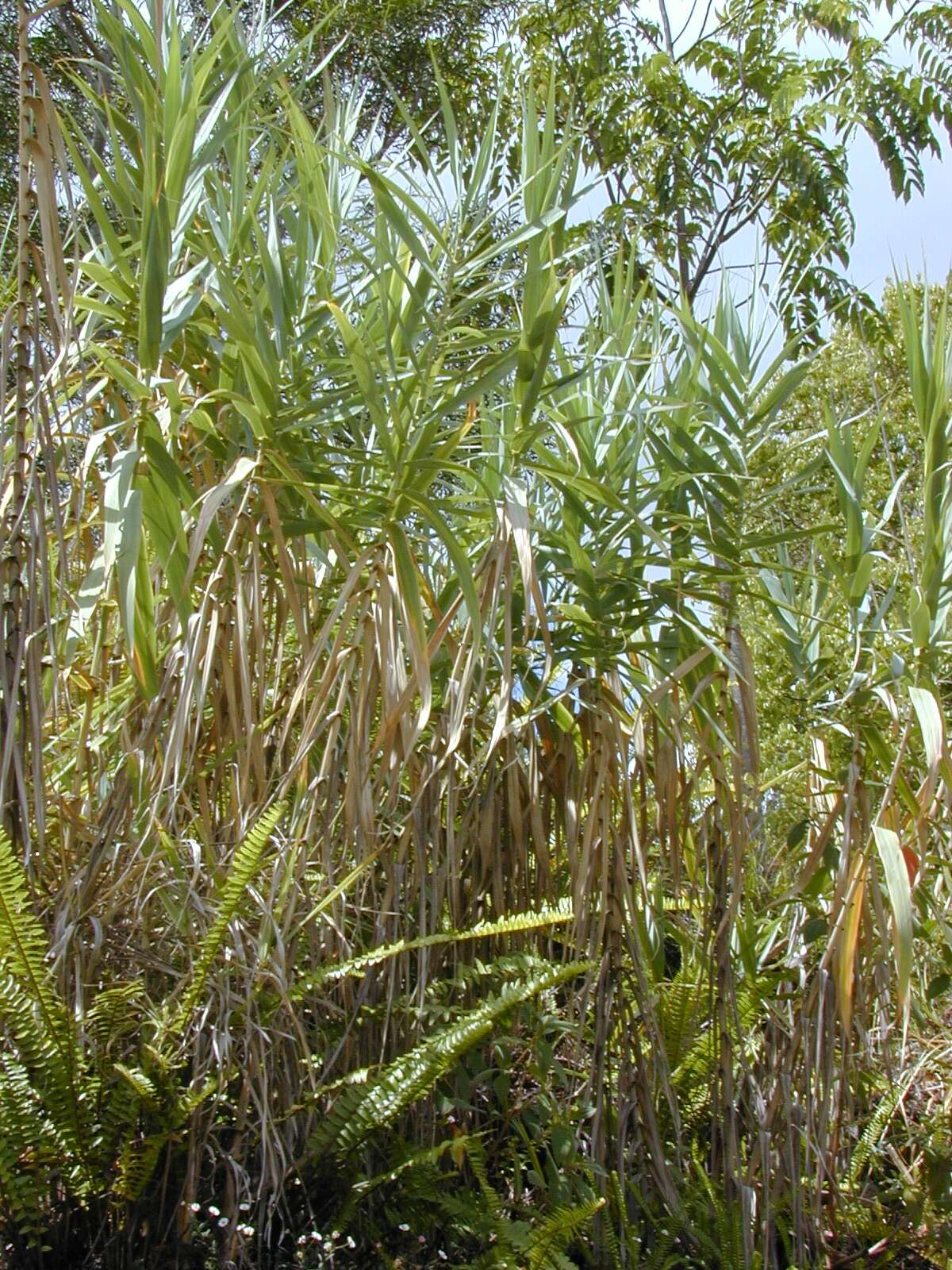 Image of giant reed