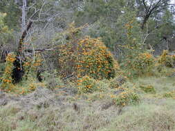 Image of blackeyed Susan vine