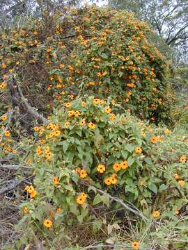 Image of blackeyed Susan vine