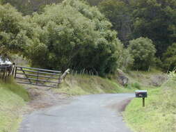 Image of olive tree