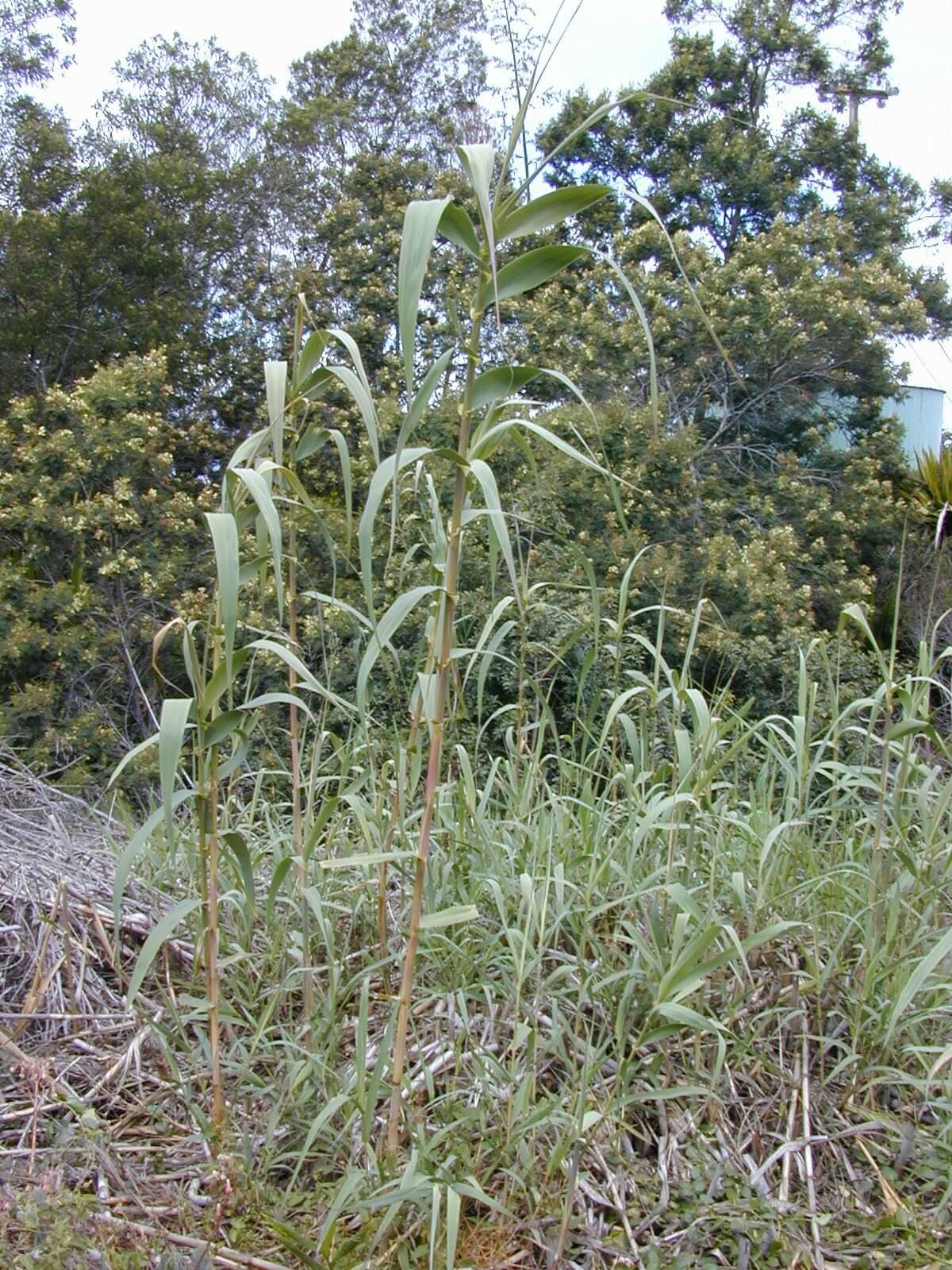 Image of giant reed