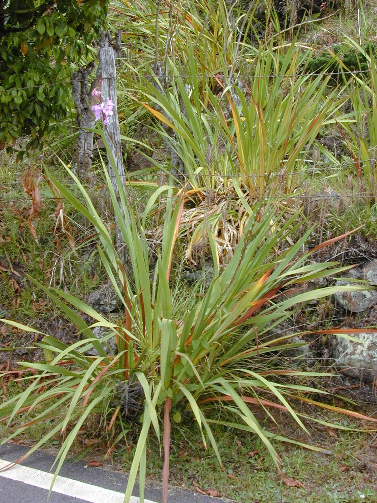 Imagem de Watsonia borbonica (Pourr.) Goldblatt