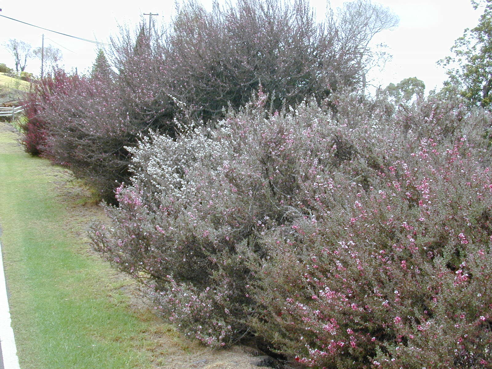 Image of Mānuka