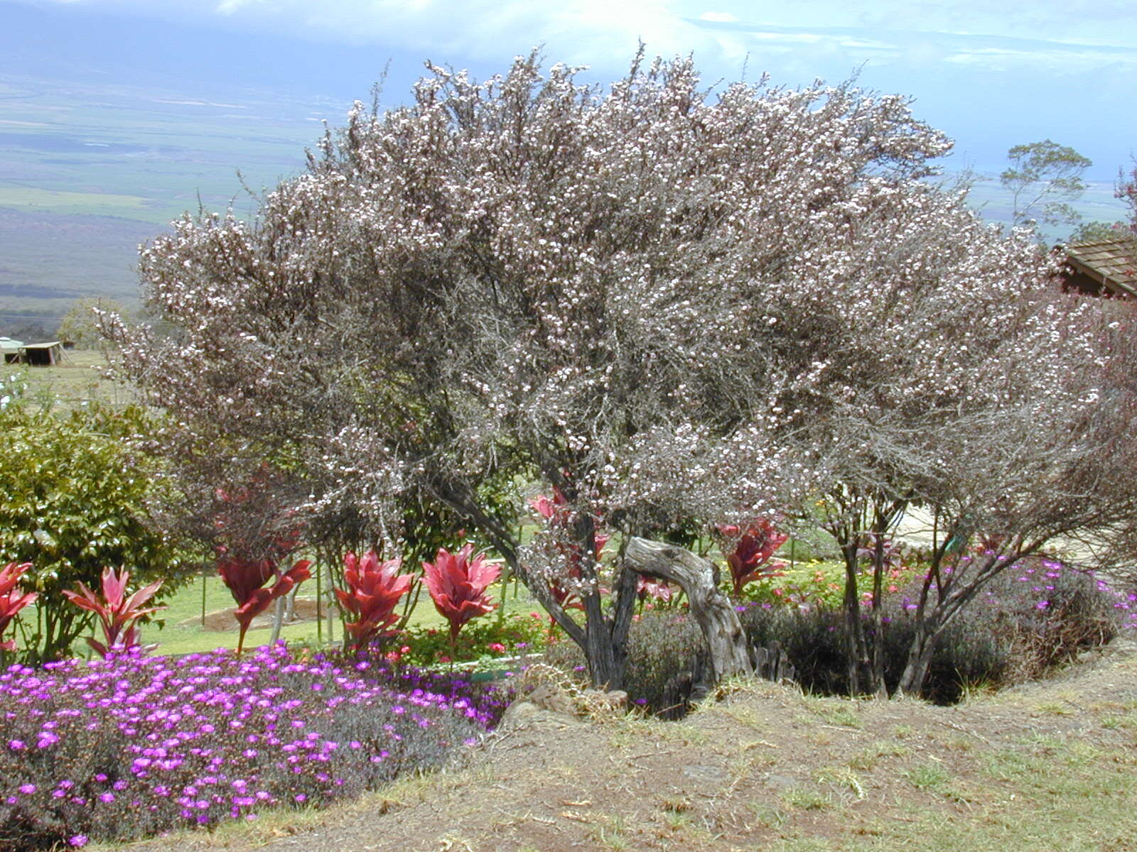 Image of Mānuka