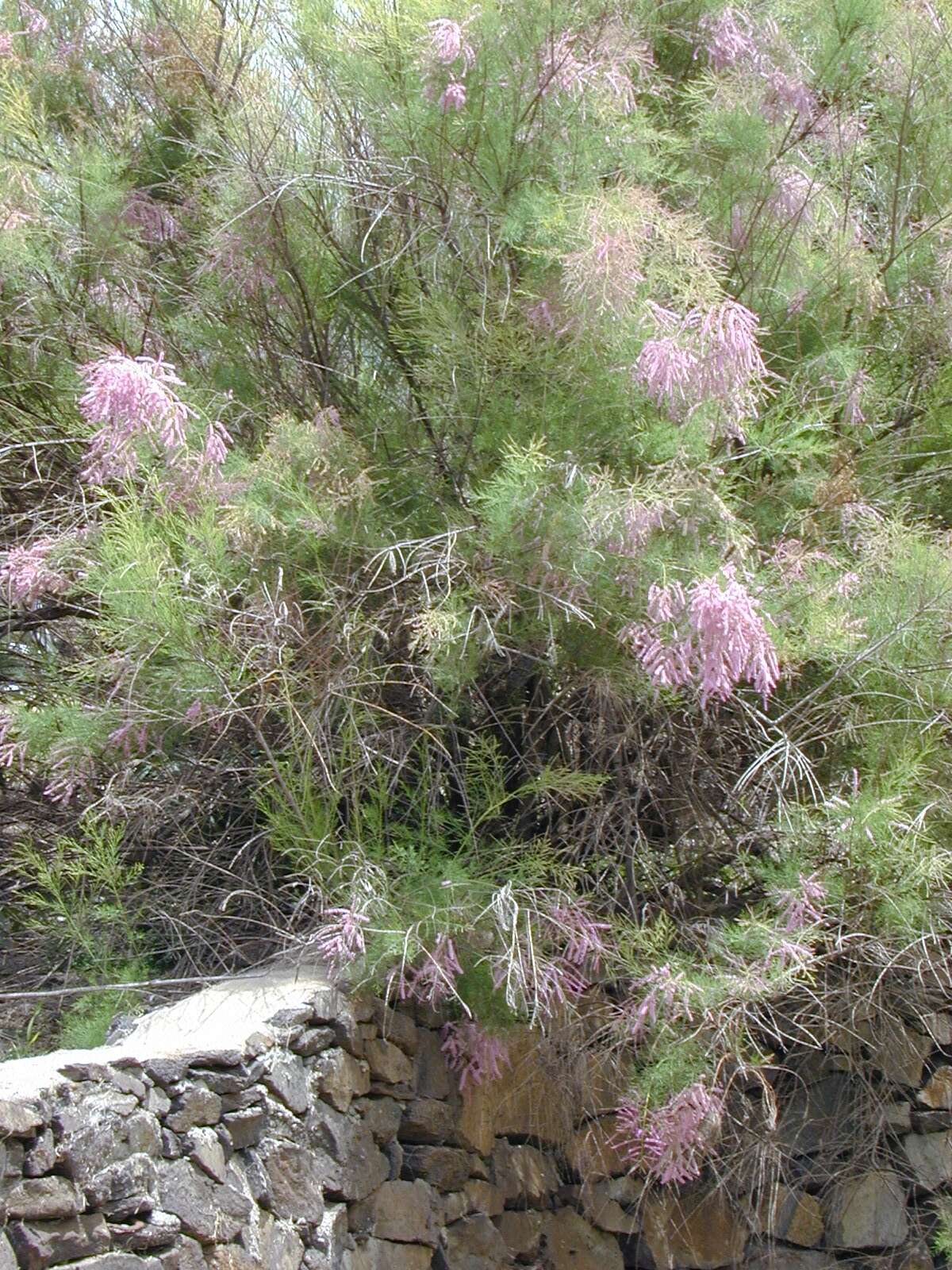 Image of Athel tamarisk