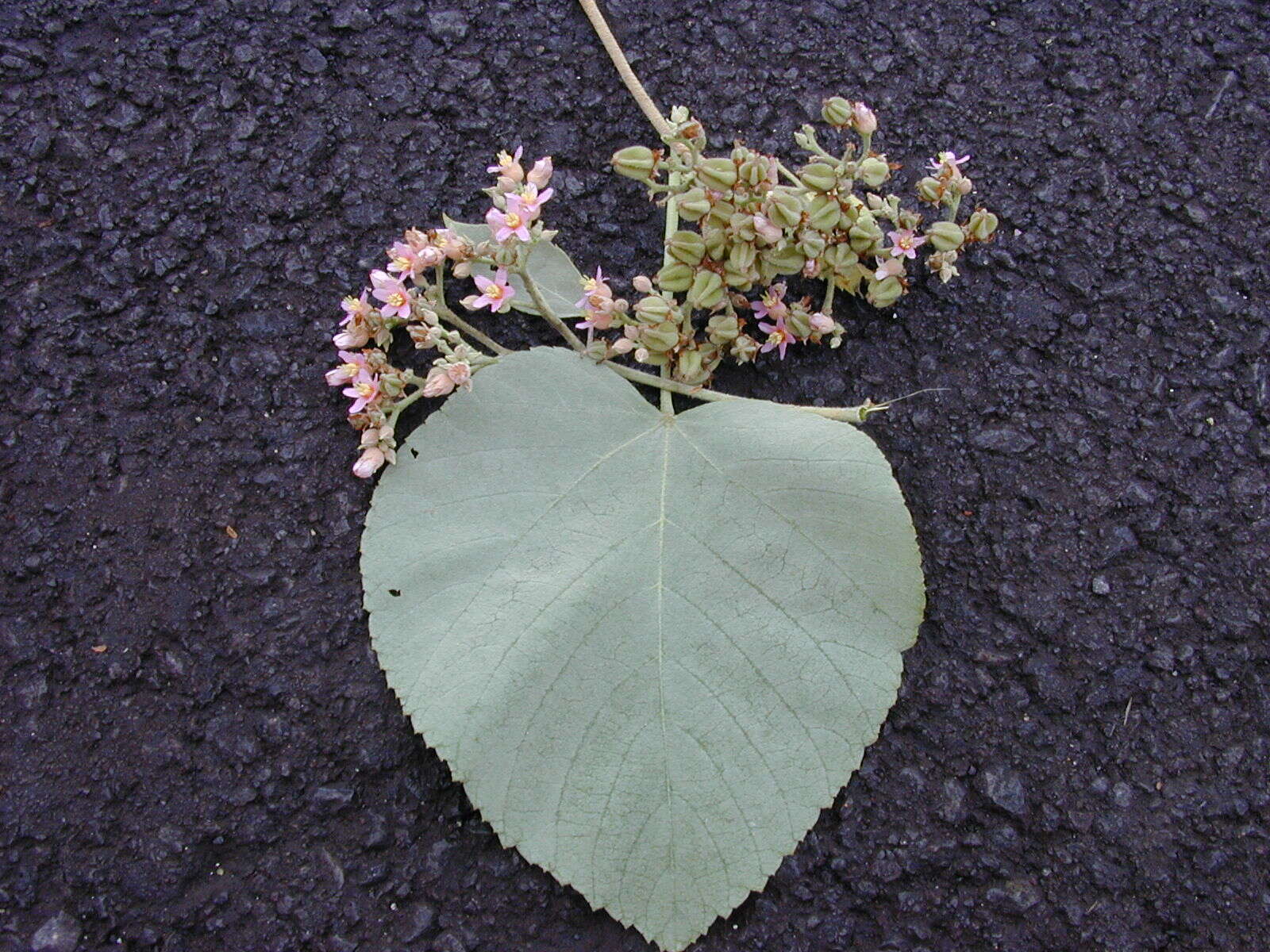 Image de Melochia umbellata (Houtt.) Stapf