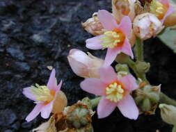 Image de Melochia umbellata (Houtt.) Stapf