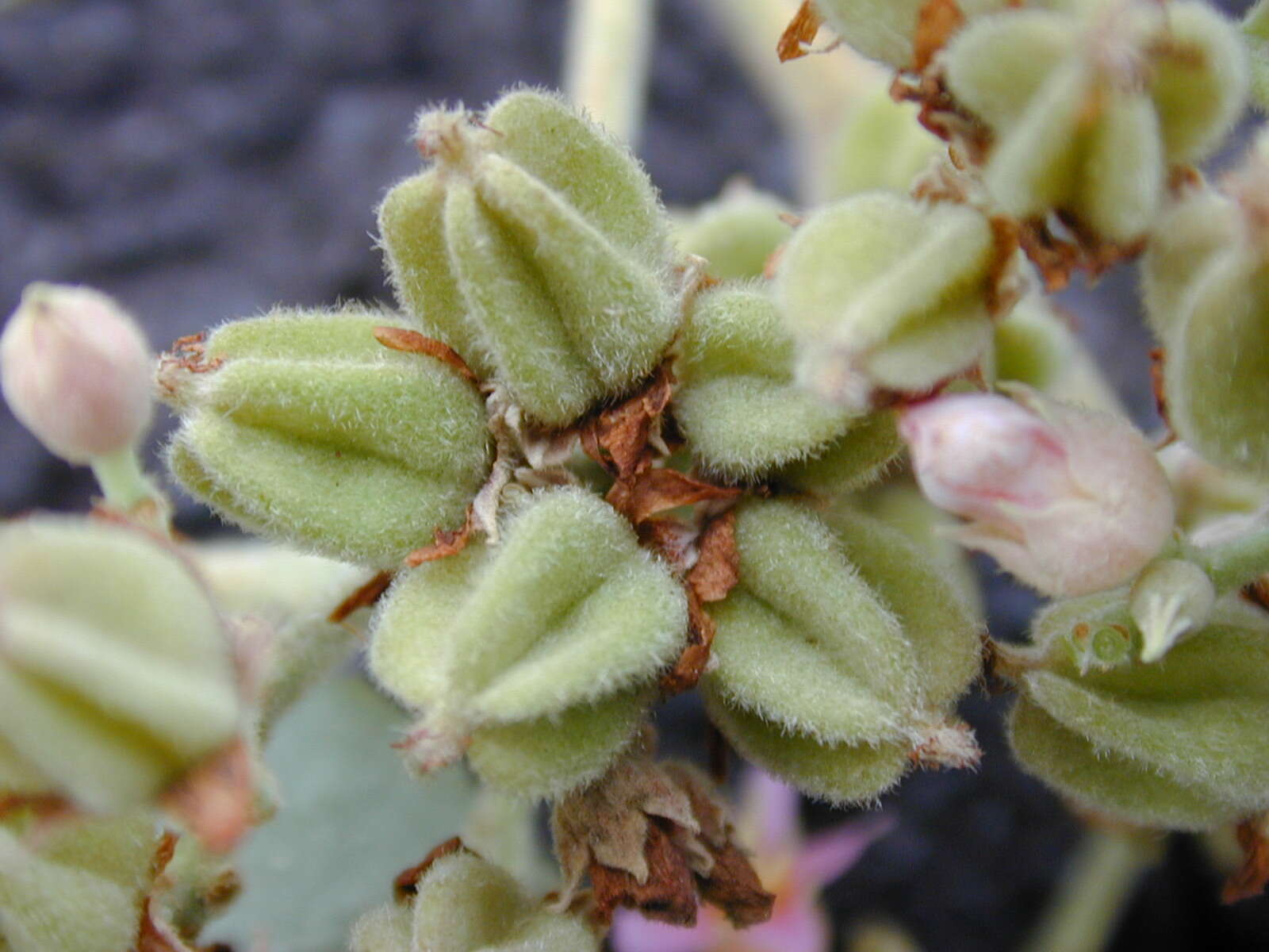 Image de Melochia umbellata (Houtt.) Stapf