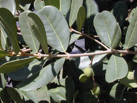 Image of Madagascar olive