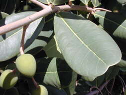 Image of Madagascar olive