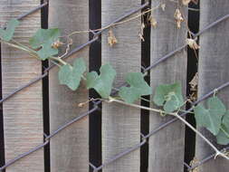 Image of ivy gourd