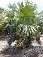 Image of fountain palm