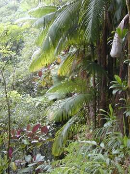 Image de Archontophoenix alexandrae (F. Muell.) H. Wendl. & Drude