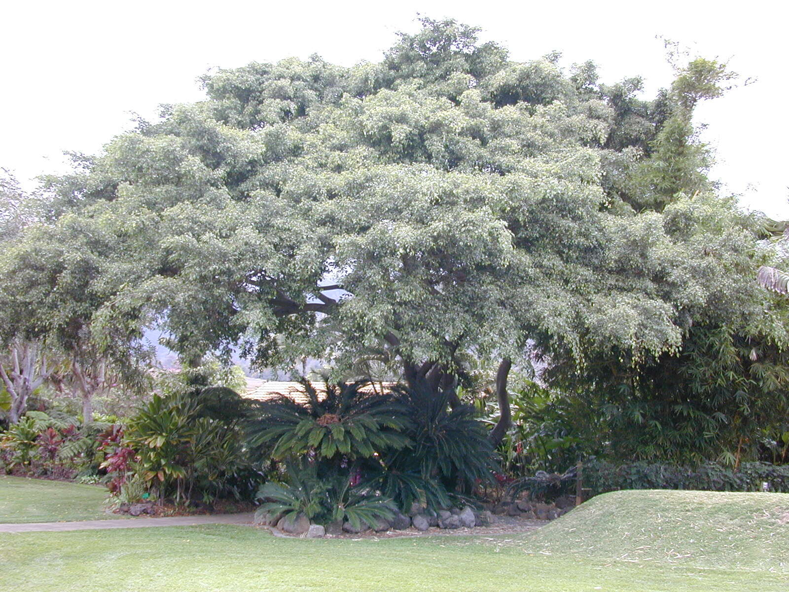 Imagem de Ficus benjamina L.