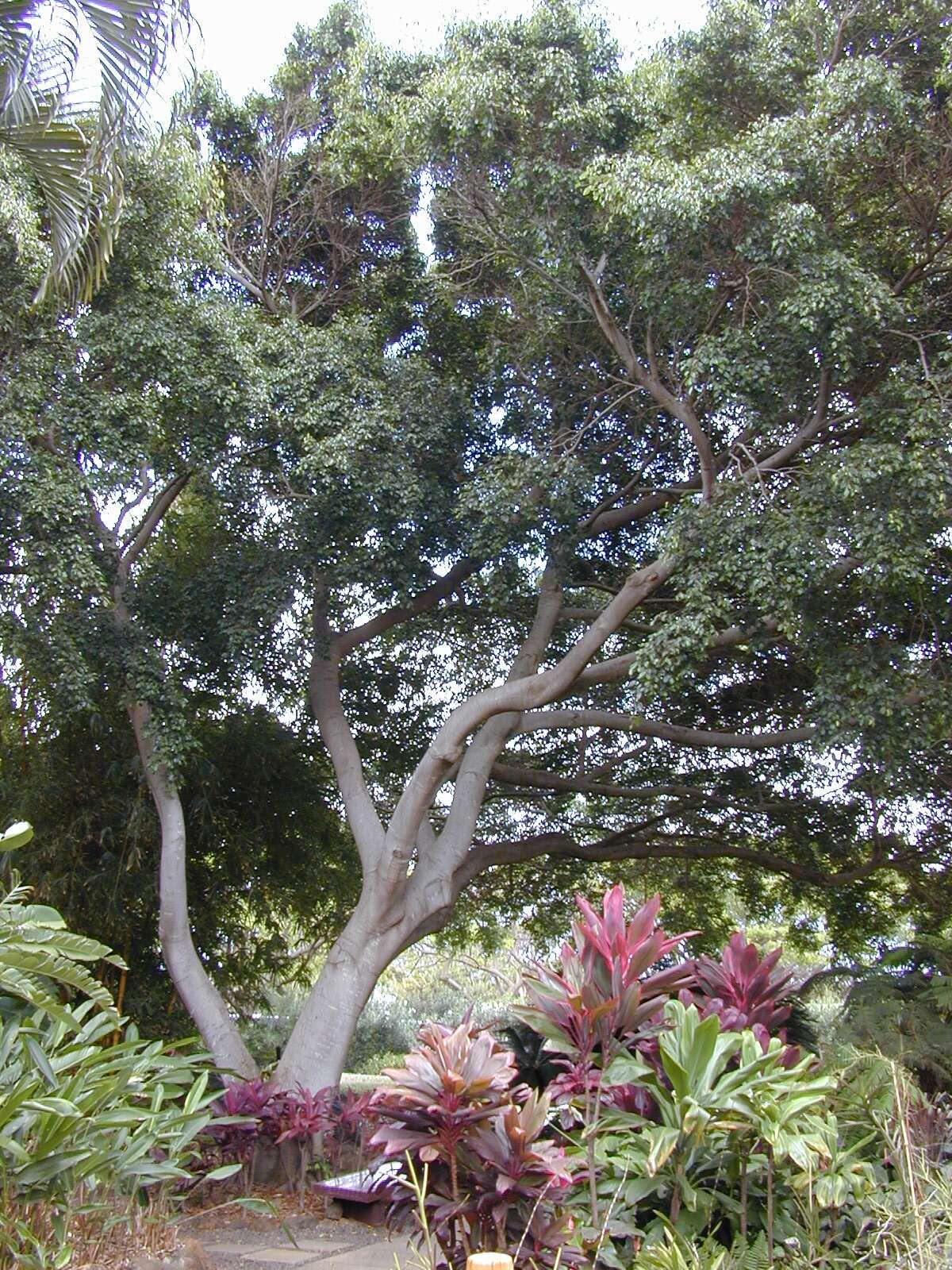 Image de Ficus benjamina L.