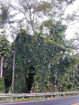 Image of Bengal clock vine