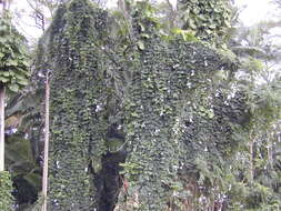 Image of Bengal clock vine