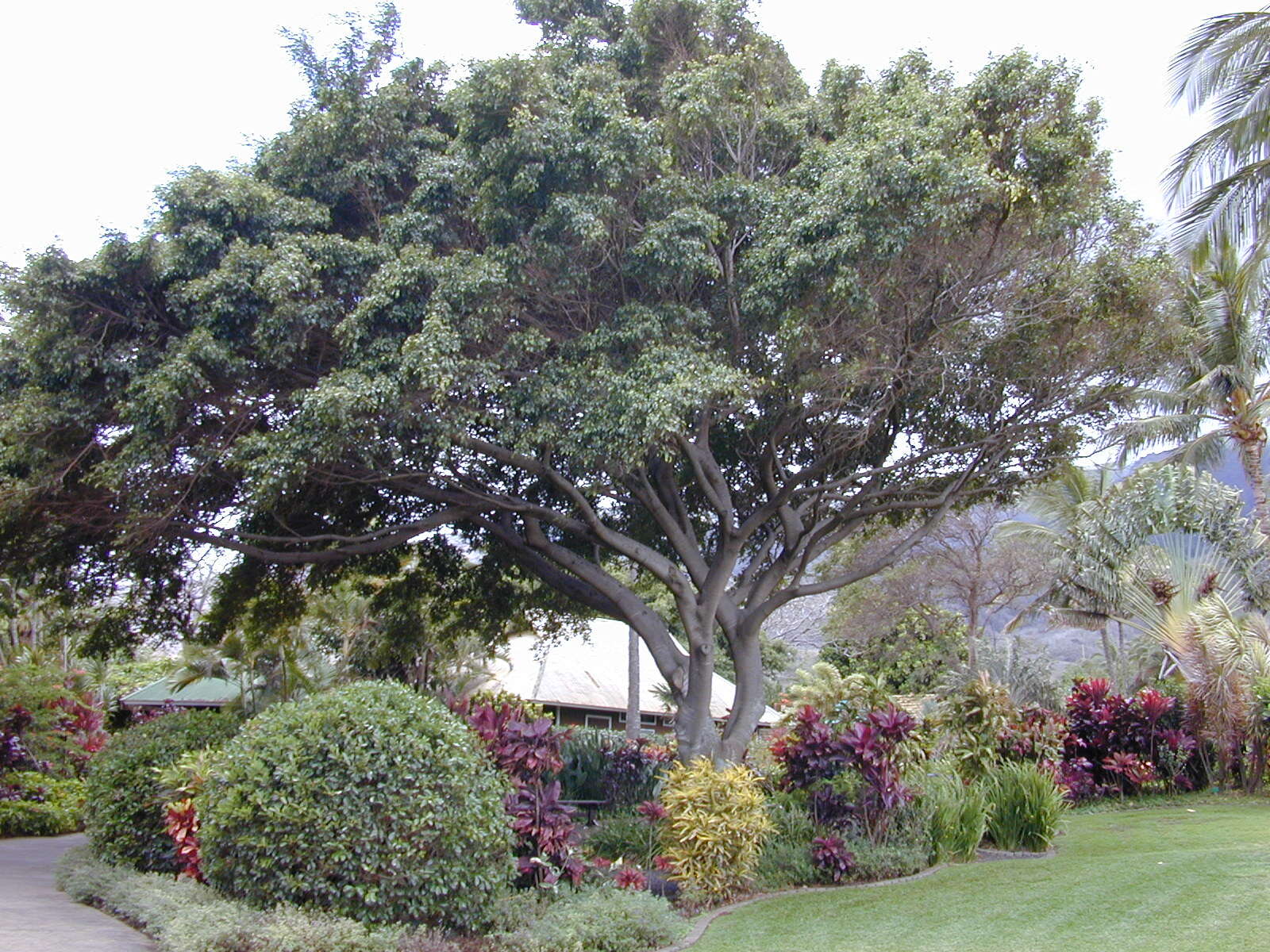 Image of weeping fig