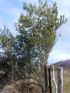 Image of olive tree