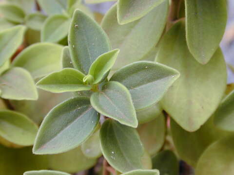 Image of arid-land peperomia